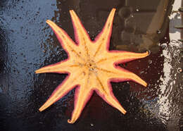 Image of Purple Sun Star