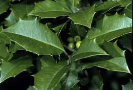 Image of American holly