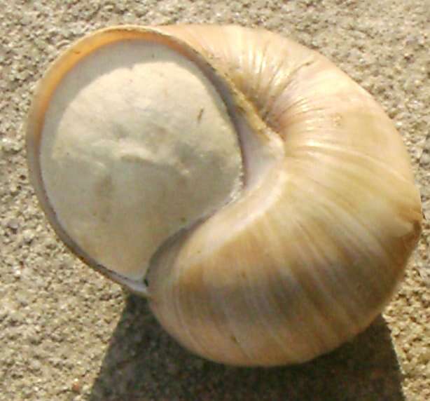 Image of helicid snails