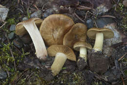 Image of Cortinarius parkeri Ammirati, M. T. Seidl & O. Ceska 2012