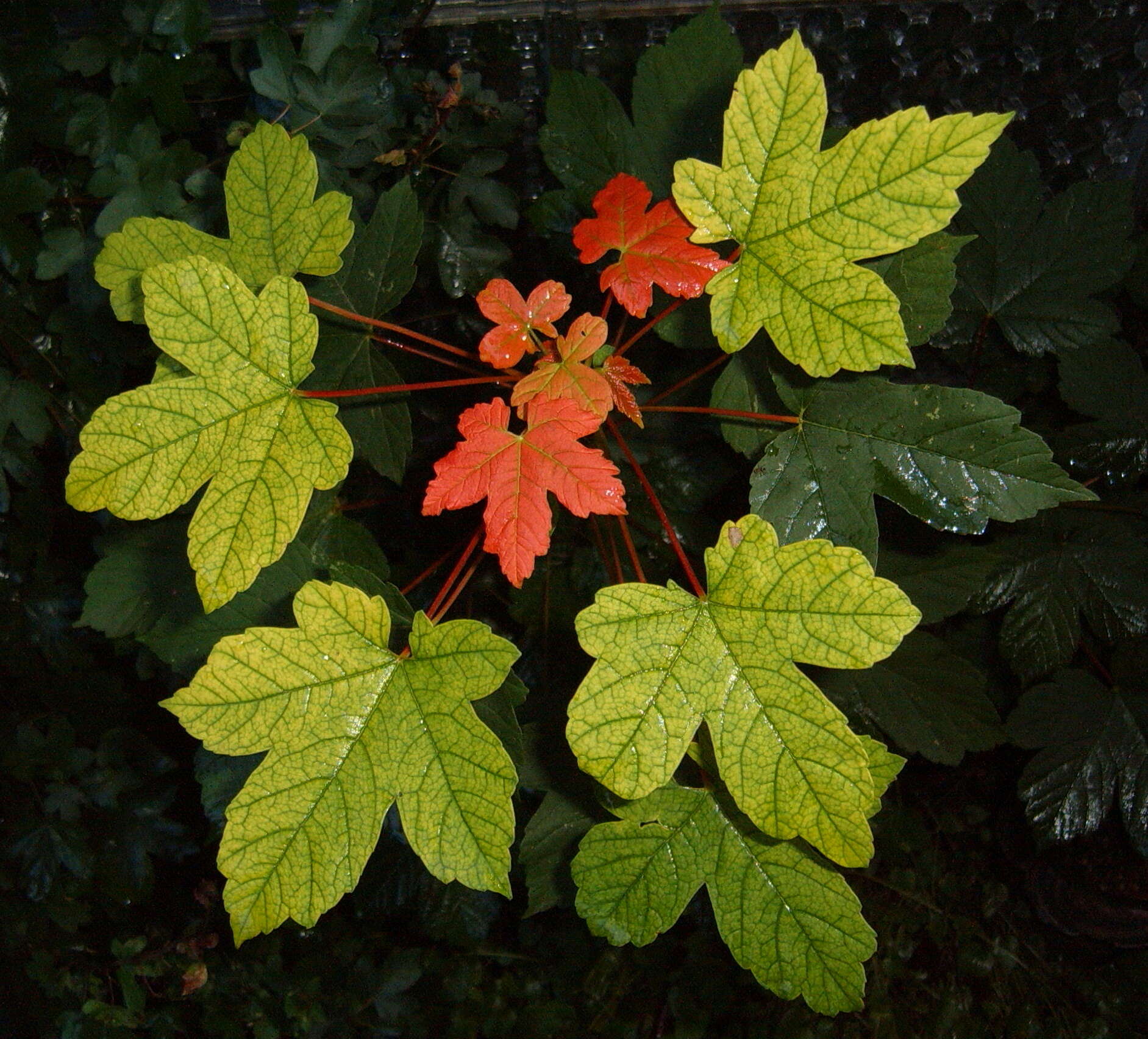 Imagem de Acer pseudoplatanus L.