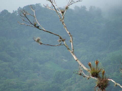 Image of Blue-gray Tanager