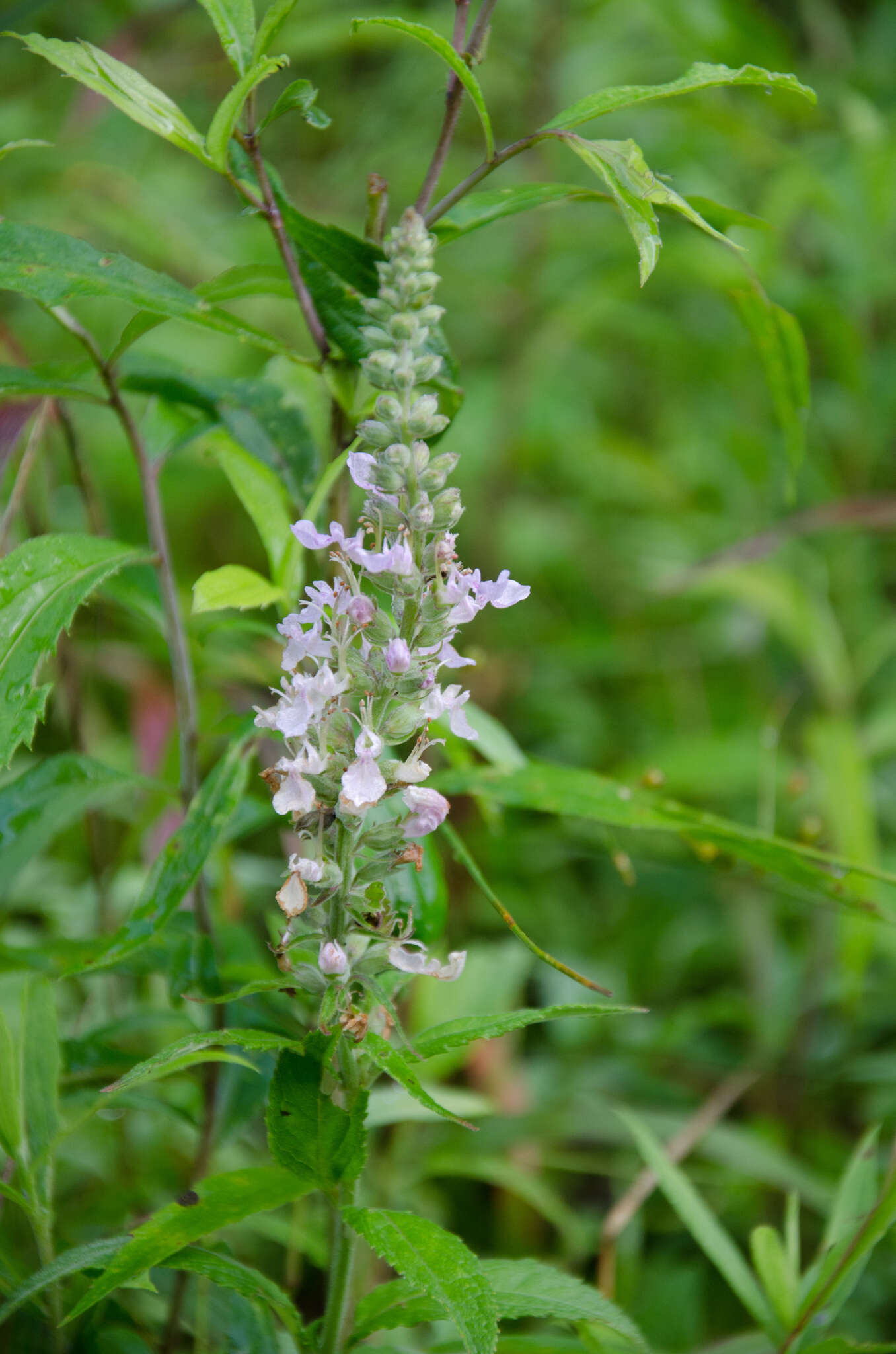 Image of Canada germander