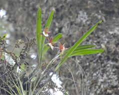 Image of Prosthechea ghiesbreghtiana (A. Rich. & Galeotti) W. E. Higgins