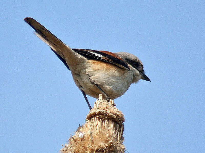 Image of true shrikes