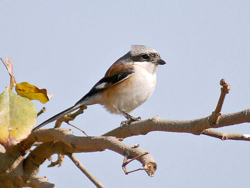 Image of true shrikes