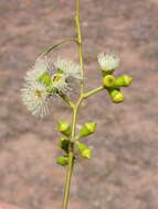 Image of Eucalyptus barberi L. A. S. Johnson & Blaxell