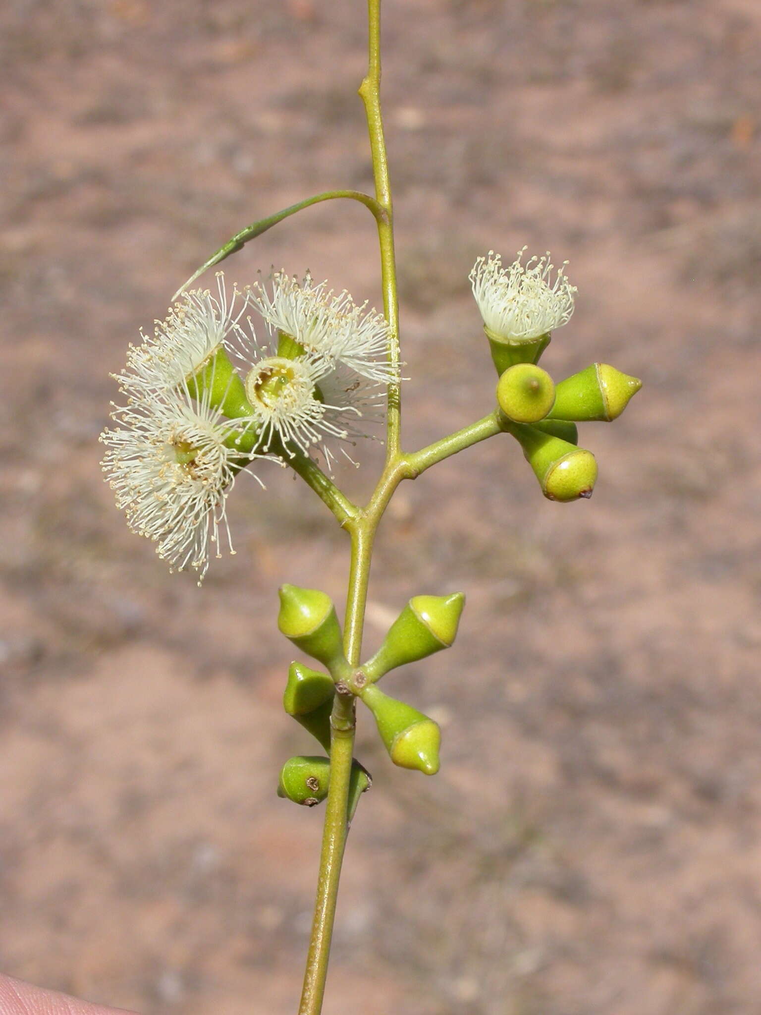 Image of Eucalyptus barberi L. A. S. Johnson & Blaxell