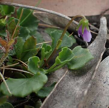 Image of Viola hederacea subsp. cleistogamoides L. Adams