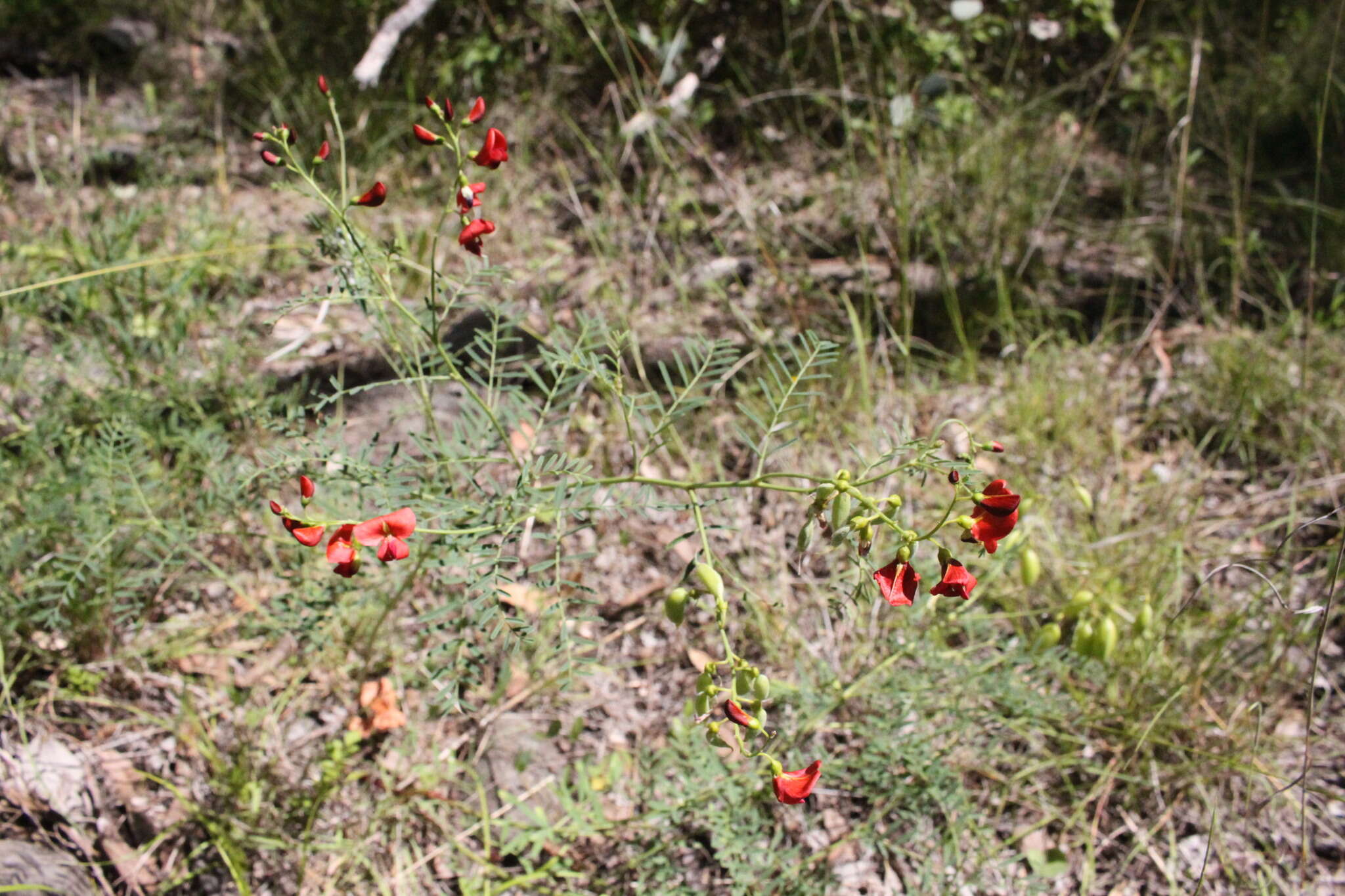 Image of Swainsona queenslandica