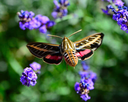 Image of White-lined Sphinx