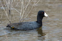 Image of Fulica Linnaeus 1758