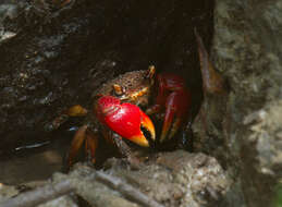 Image of Neosarmatium fourmanoiri Serène 1973