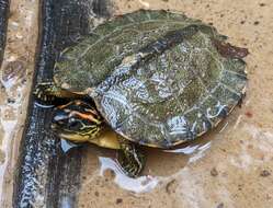 Image of Spot-legged turtle