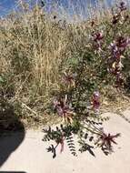 Imagem de Astragalus preussii A. Gray