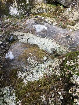 Image of dactylina lichen
