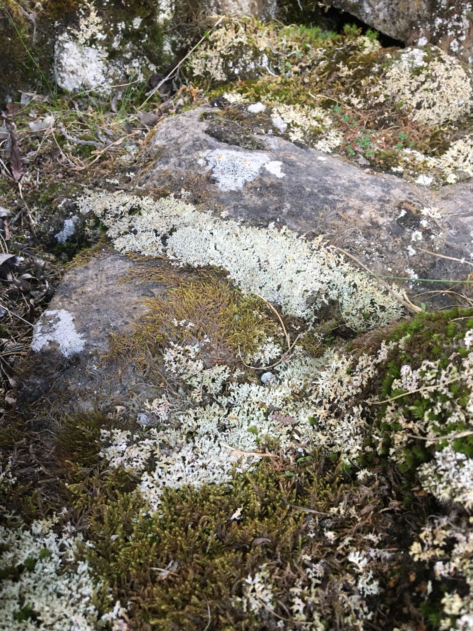 Image of dactylina lichen