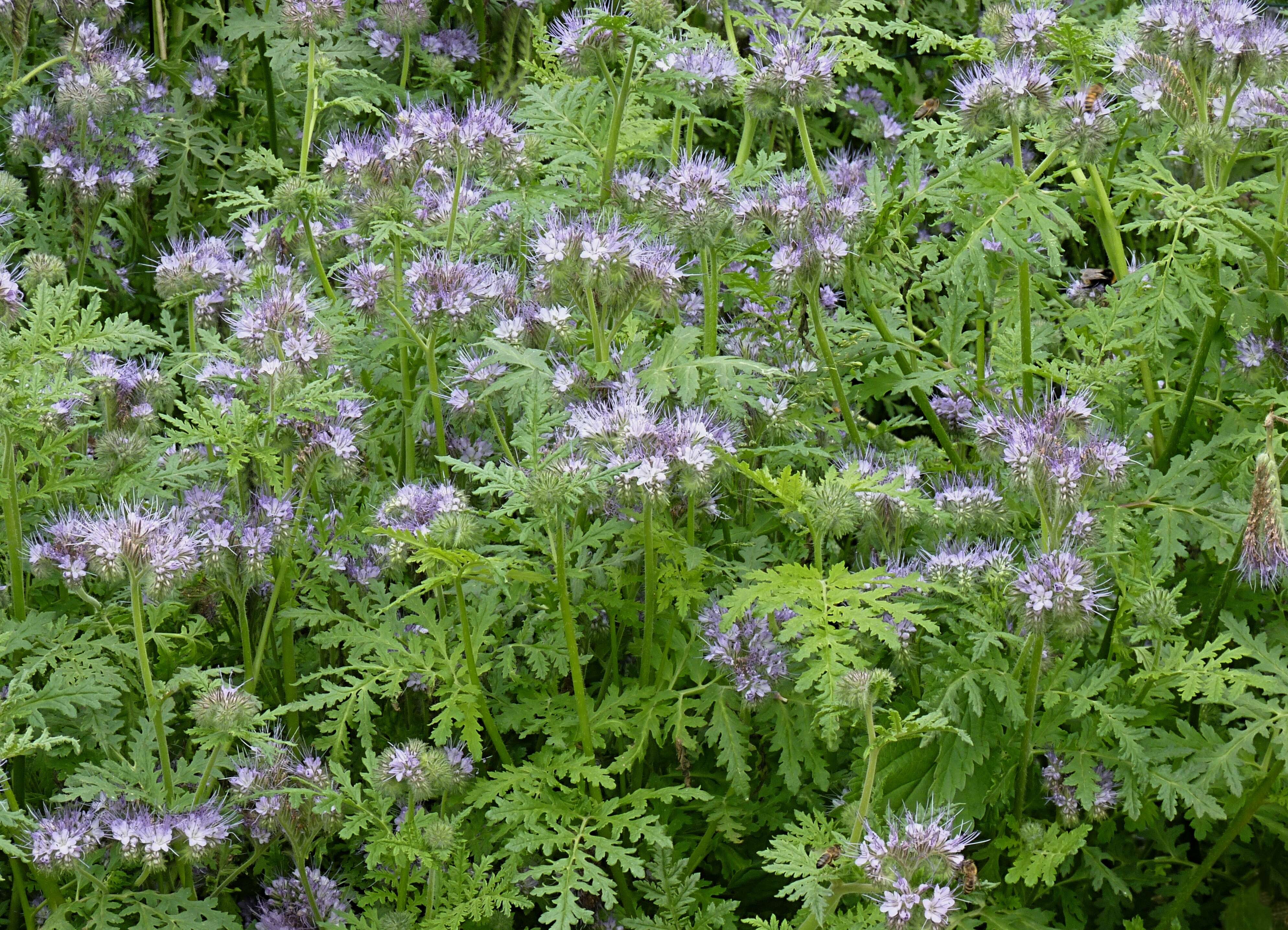 菊蒿叶沙铃花的圖片