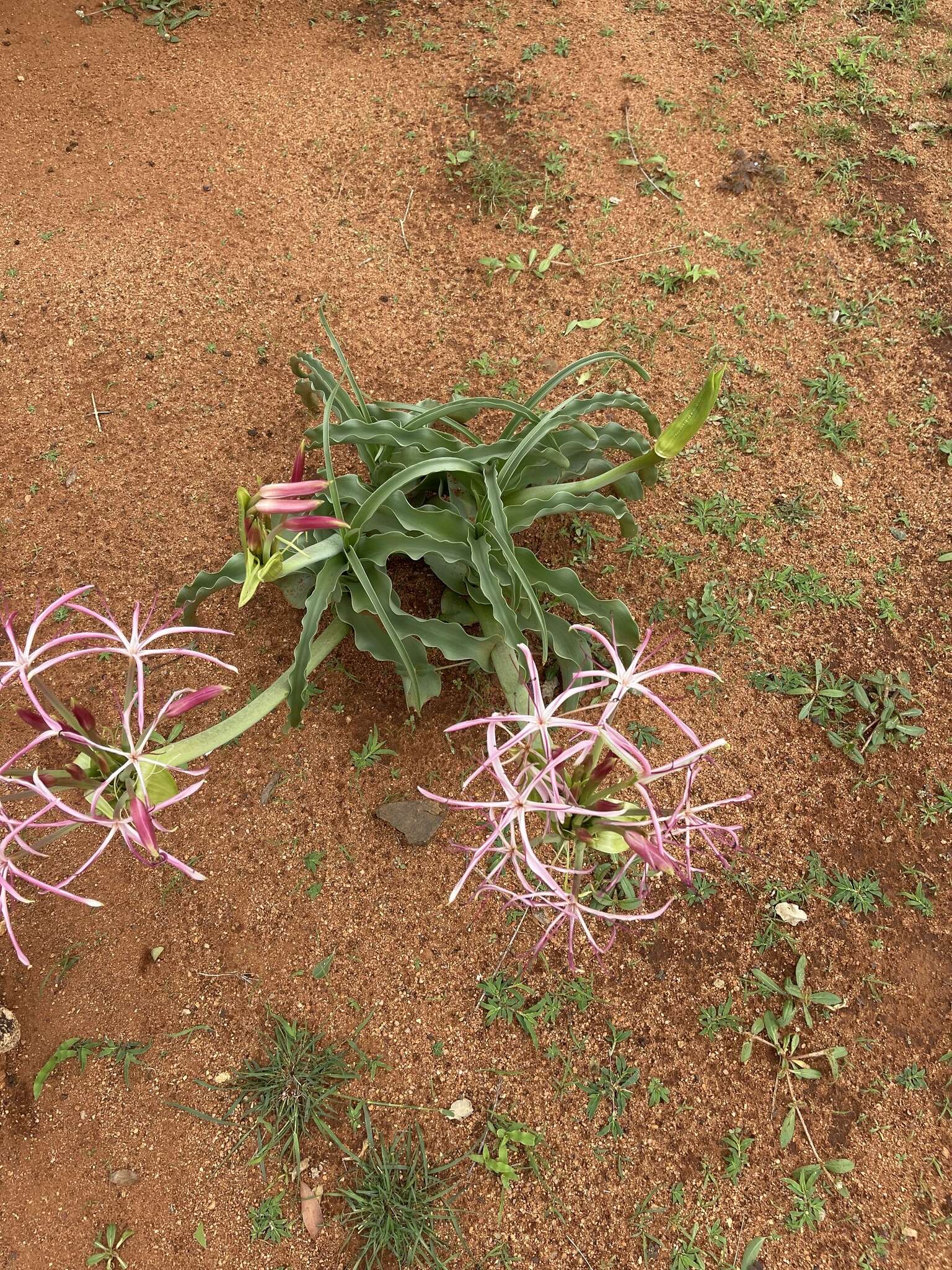 Image de Crinum buphanoides Welw. ex Baker