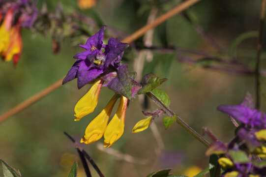 Слика од Melampyrum nemorosum L.