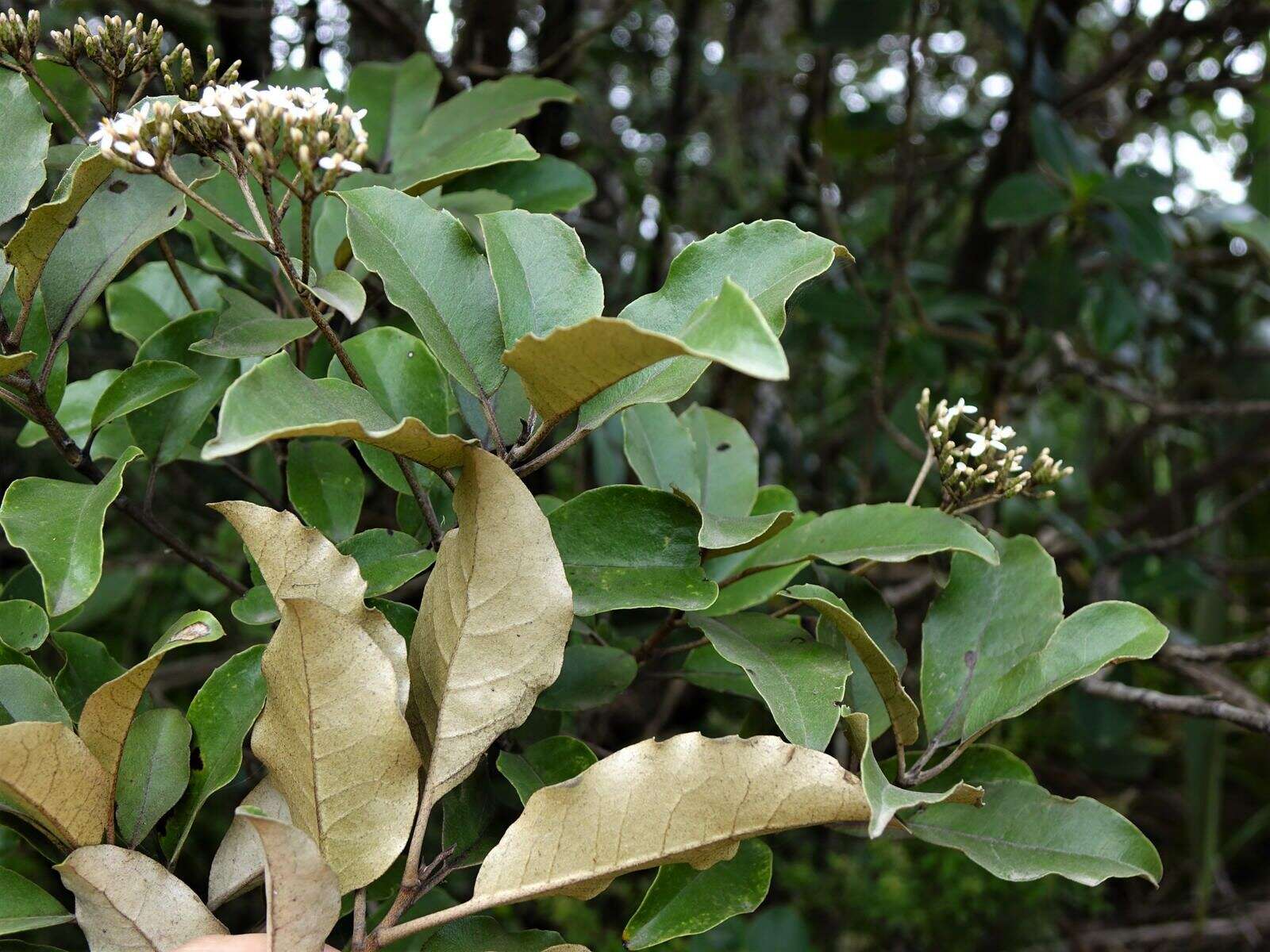 Image de Olearia furfuracea (A. Rich. & Lesson) Hook. fil.