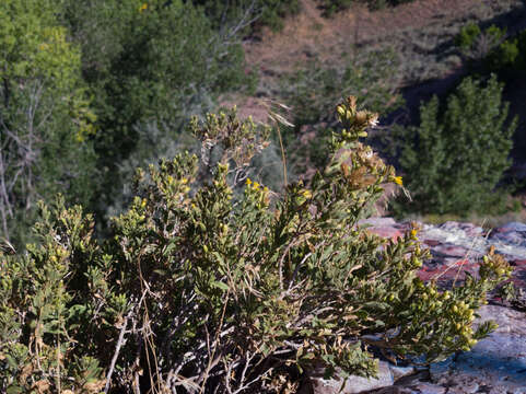 Plancia ëd Ericameria obovata (Rydb.) G. L. Nesom