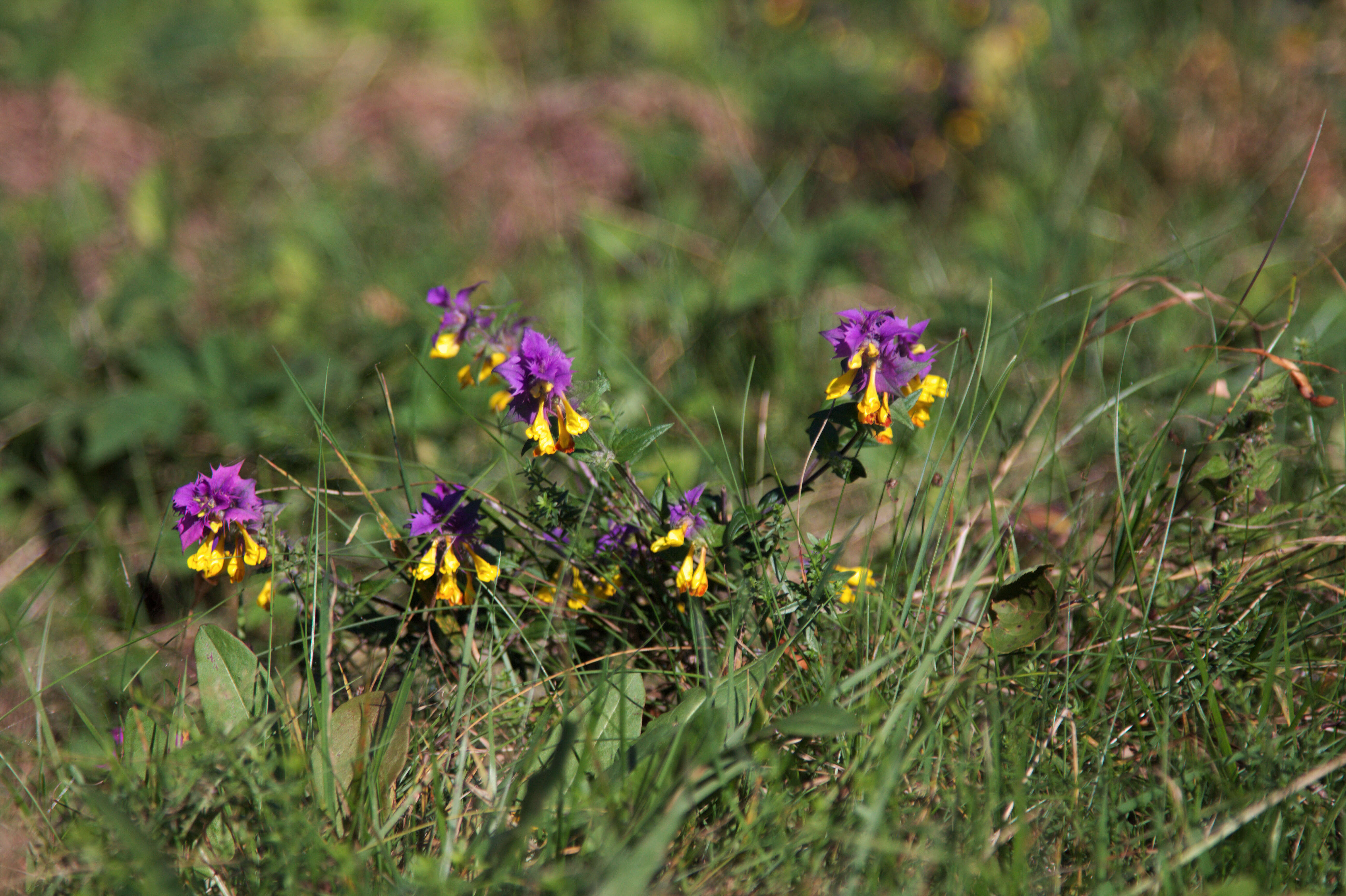 Слика од Melampyrum nemorosum L.