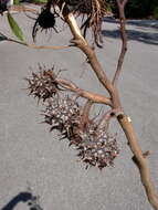 Image of Eucalyptus mcquoidii Brooker & Hopper