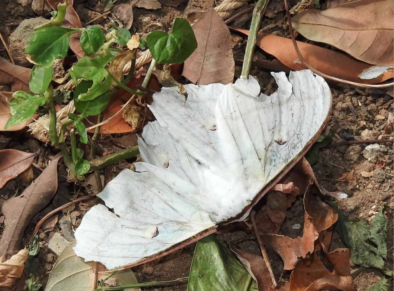 Image of Actias ningpoana Felder & C. 1862