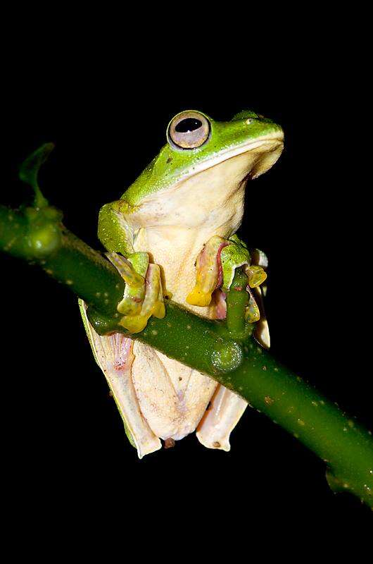 Image of Malabar Gliding Frog