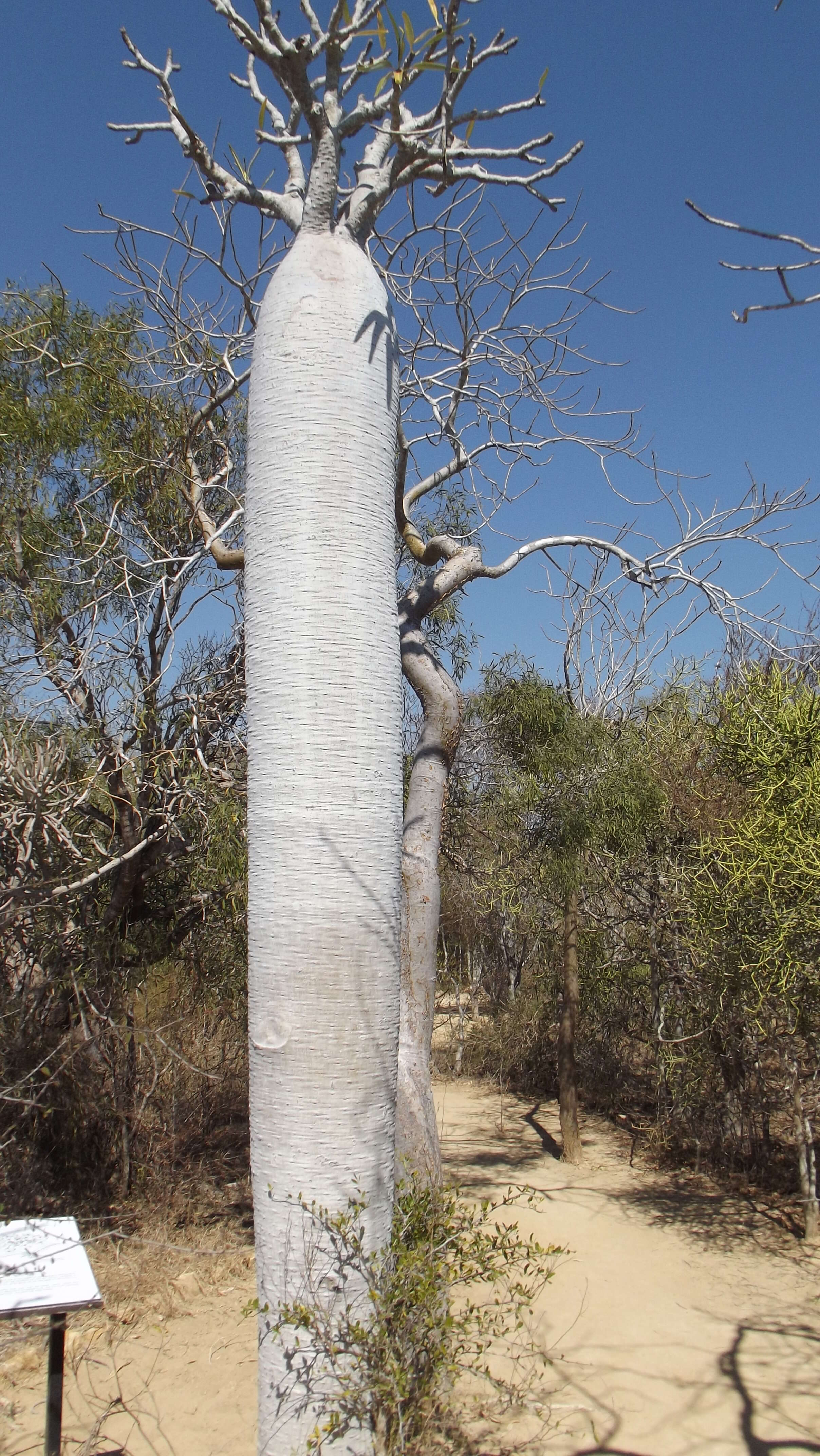 Image of Pachypodium geayi Costantin & Bois