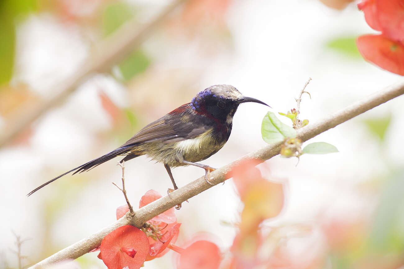 Aethopyga saturata (Hodgson 1836) resmi