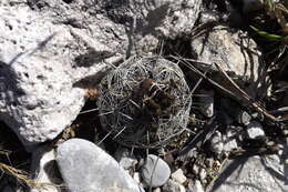 Image of rhinoceros cactus