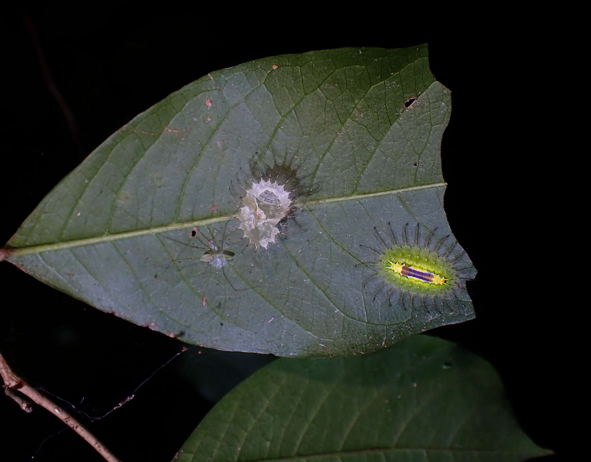 Image of Idonauton apicalis Walker 1855