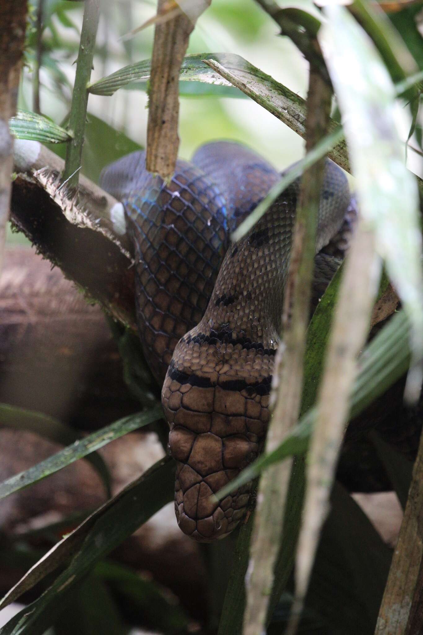 Image of Amethystine or scrub python