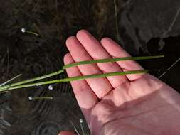 Image of Floating Bur-reed