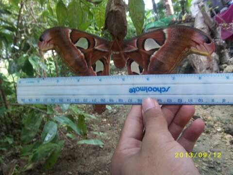 Image of atlas moth