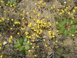 Image of Geissorhiza ornithogaloides Klatt