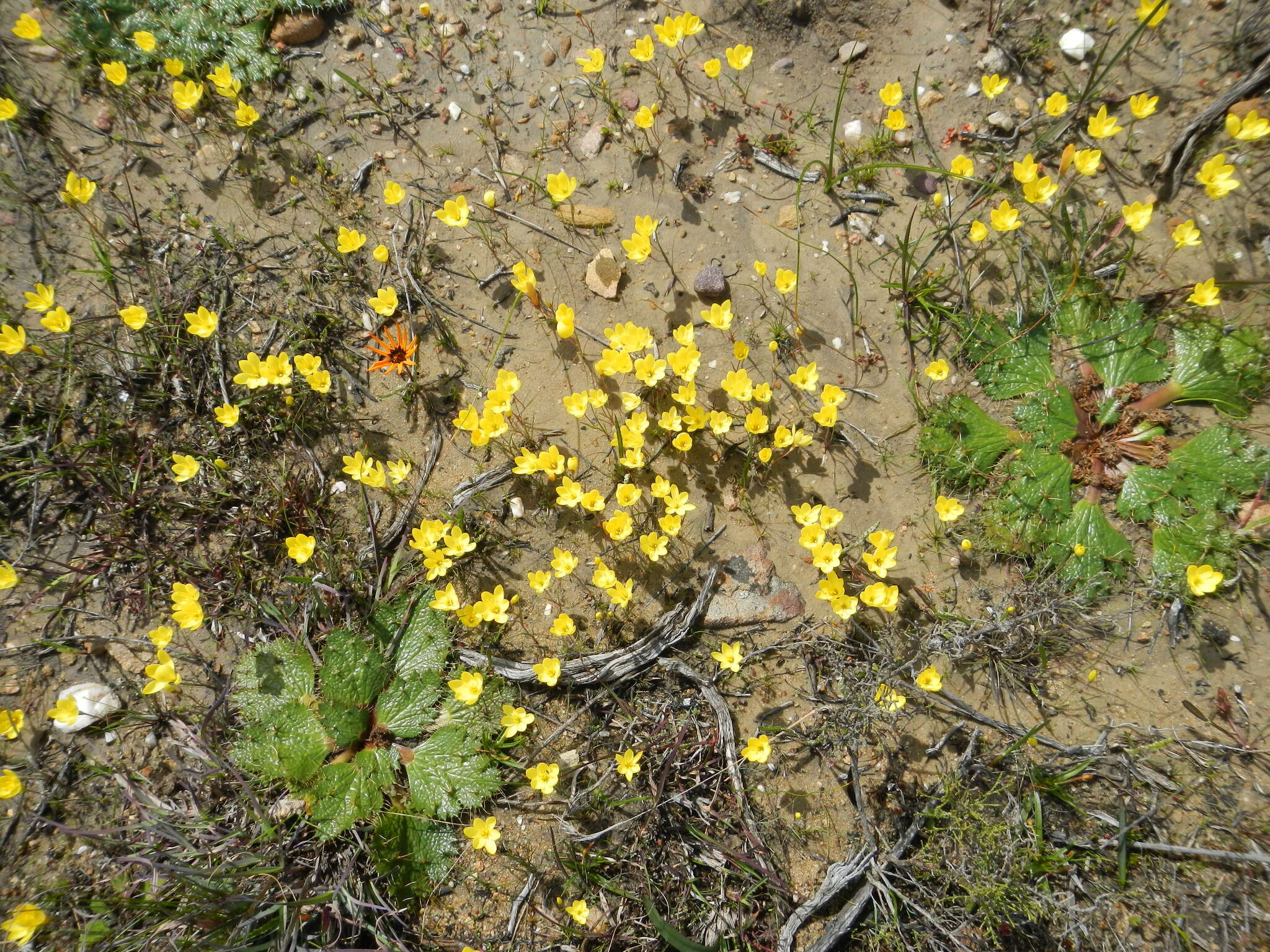 Image of Geissorhiza ornithogaloides Klatt