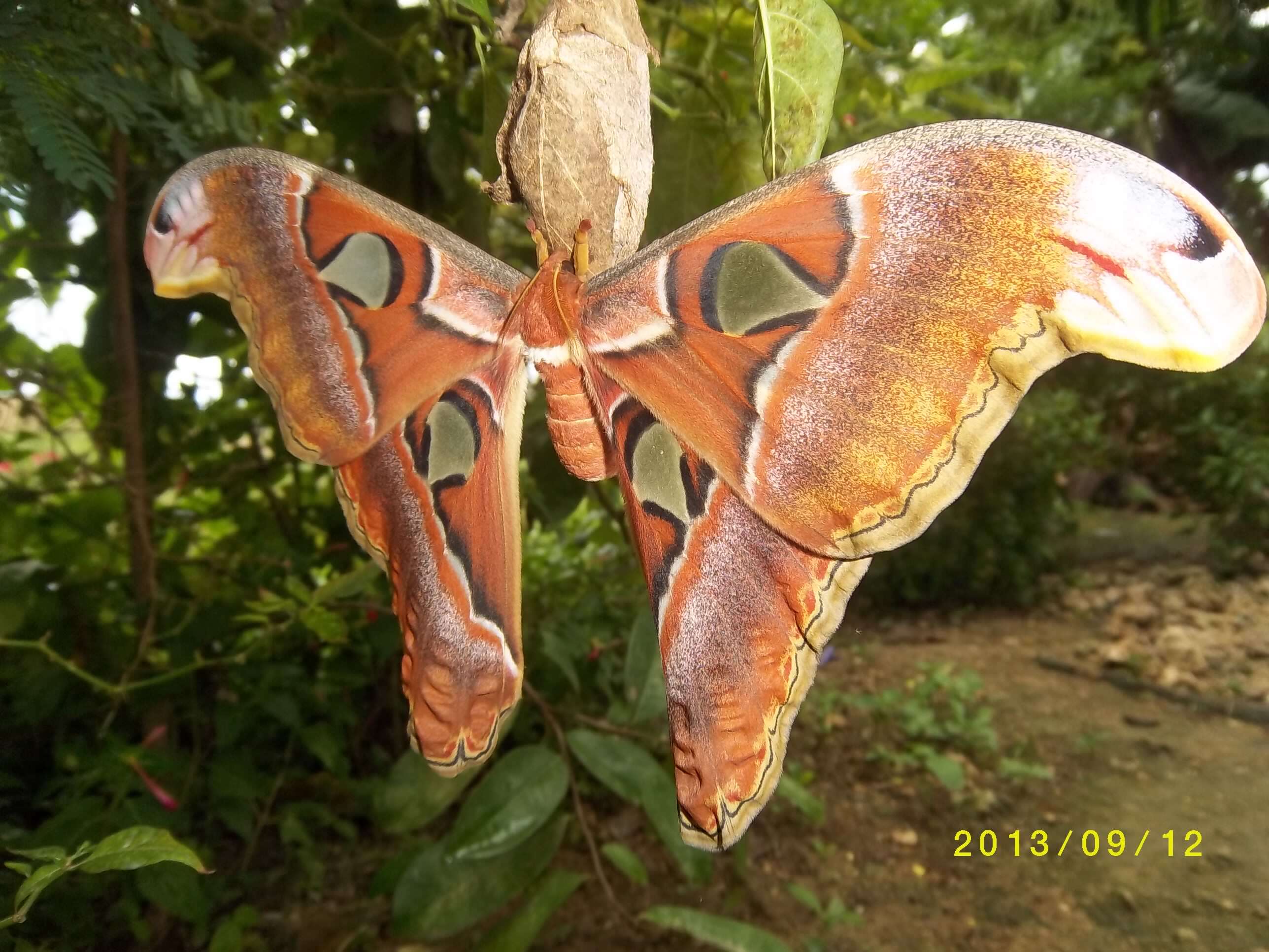 Image of atlas moth