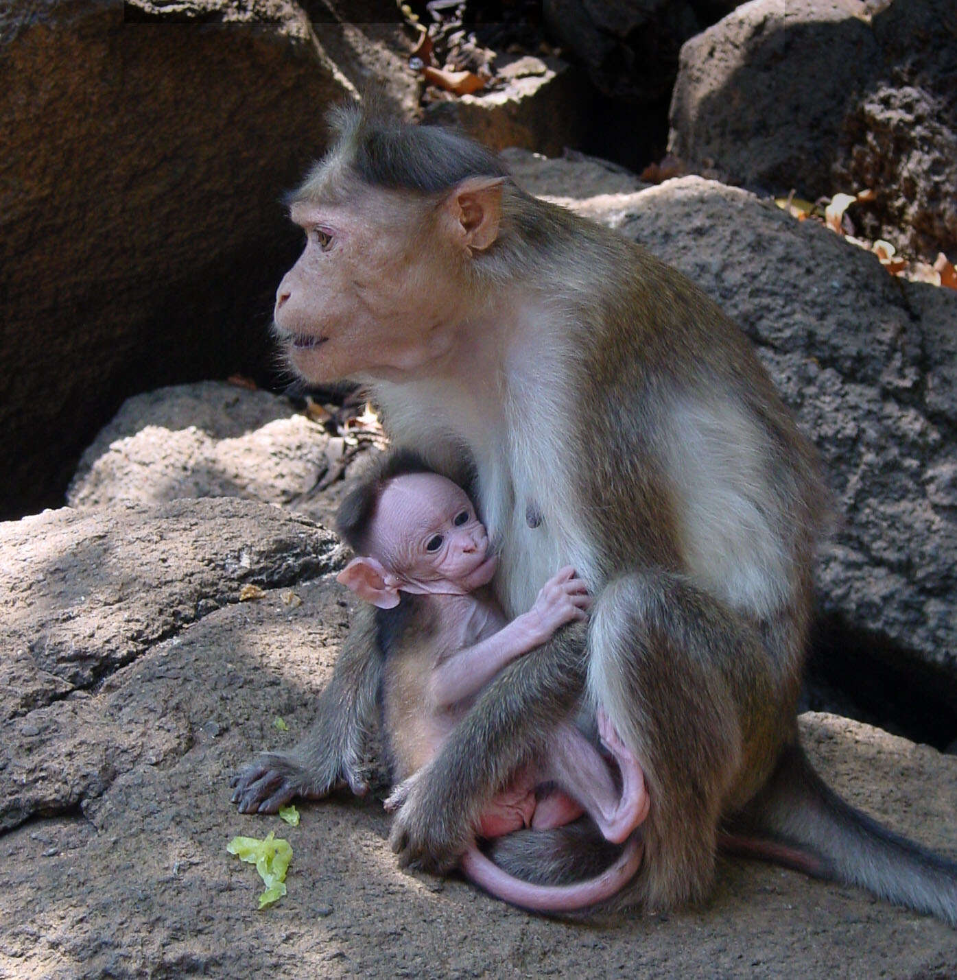 Image of Bonnet Macaque