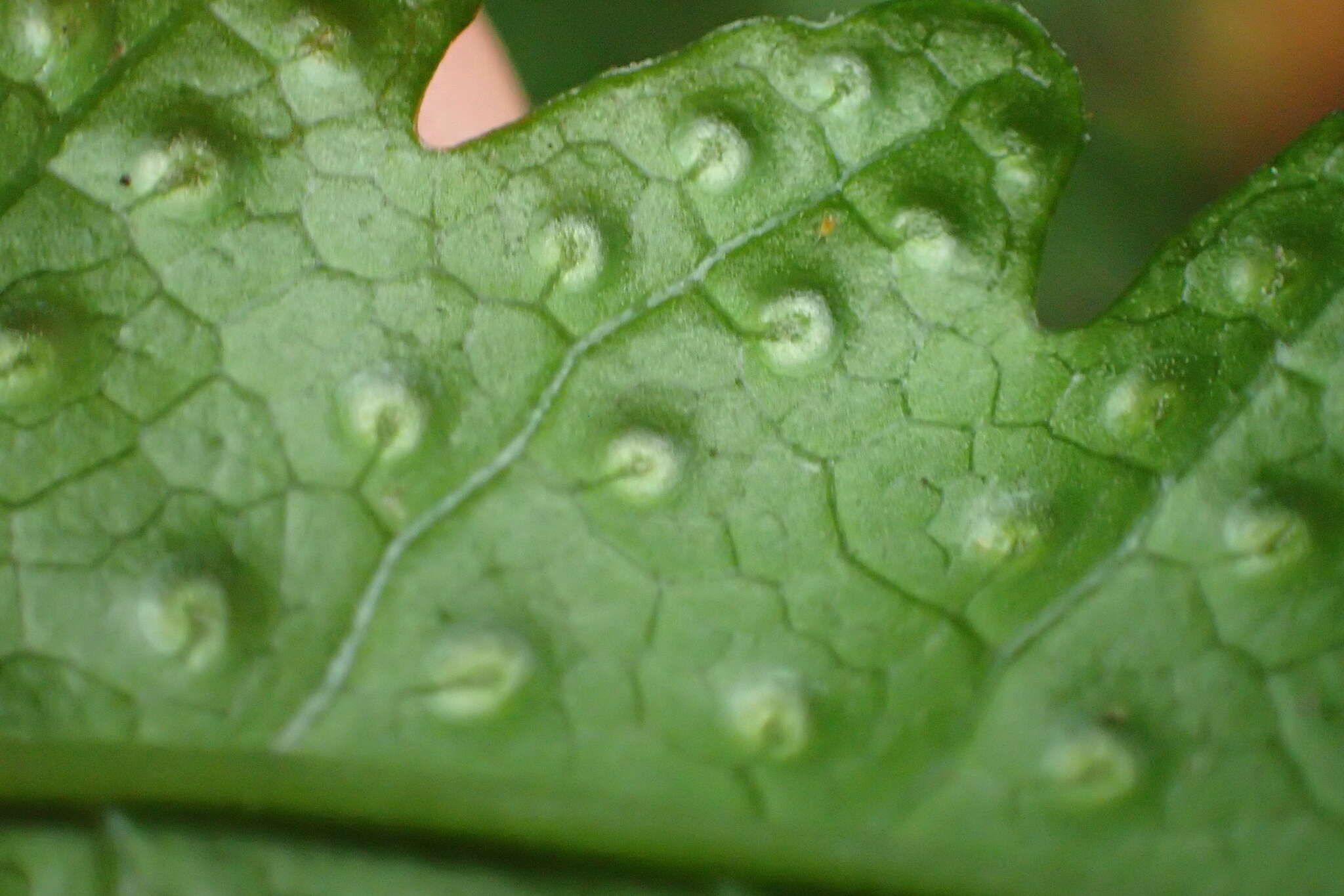 Image de Tectaria phaeocaulis (Rosenst.) C. Chr.