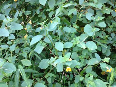 Image of jewelweed