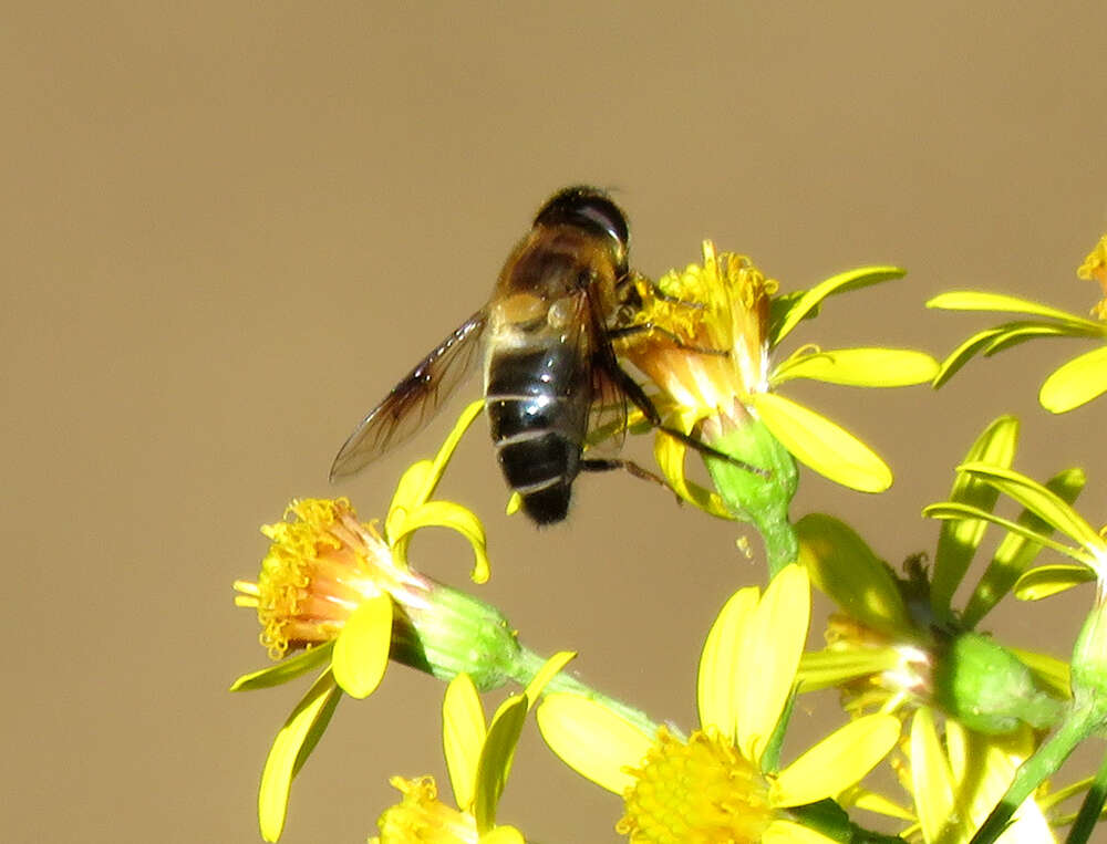 Image of Eristalis himalayensis Brunetti 1908