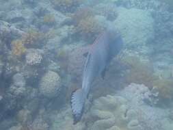 Image of Giant sweetlips