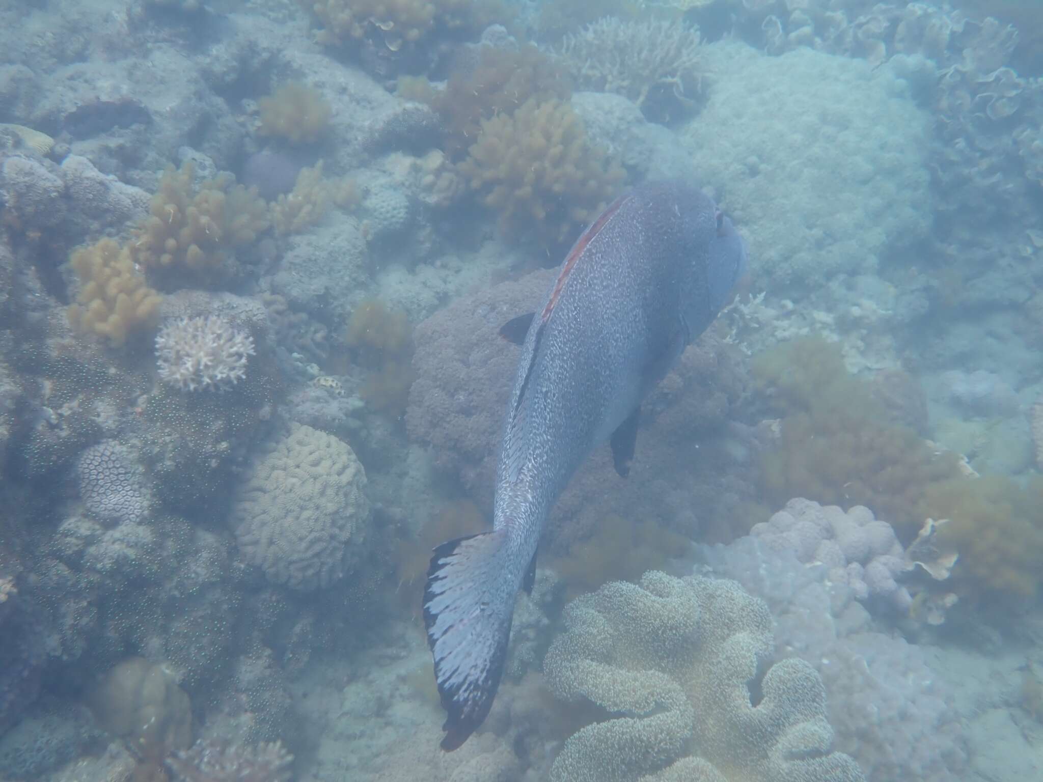 Image of Giant sweetlips