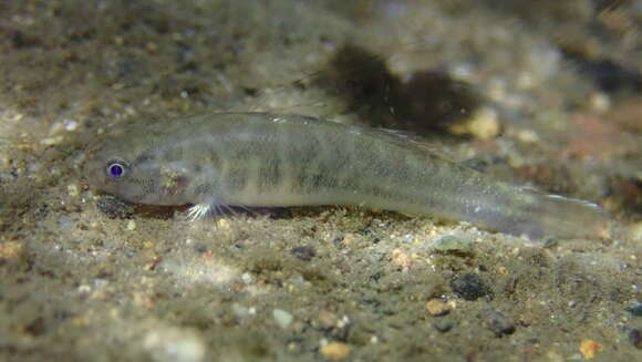 Image of Mugilogobius abei (Jordan & Snyder 1901)