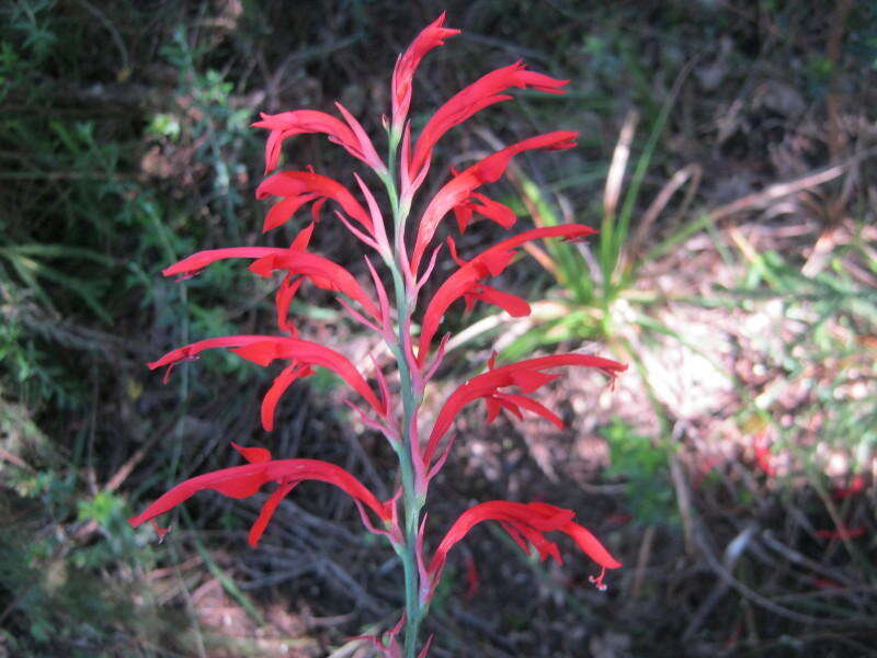 Image de Tritoniopsis caffra (N. E. Br.) Goldblatt & J. C. Manning