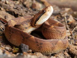 Image of Central American bushmaster