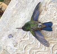 Image of Copper-rumped Hummingbird